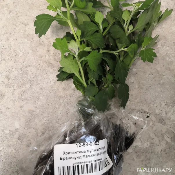 превью изображения отзыва