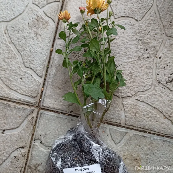 превью изображения отзыва