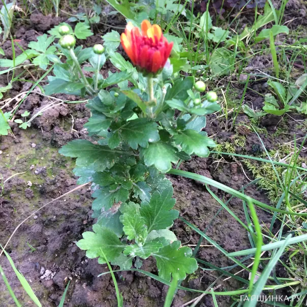 превью изображения отзыва