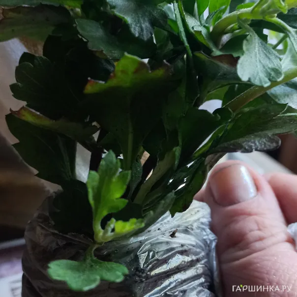 превью изображения отзыва