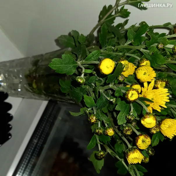превью изображения отзыва