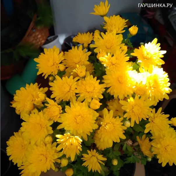 превью изображения отзыва