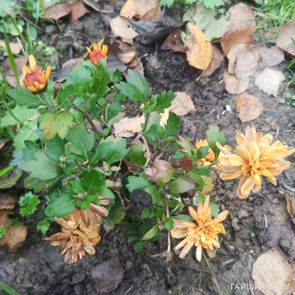 превью изображения отзыва