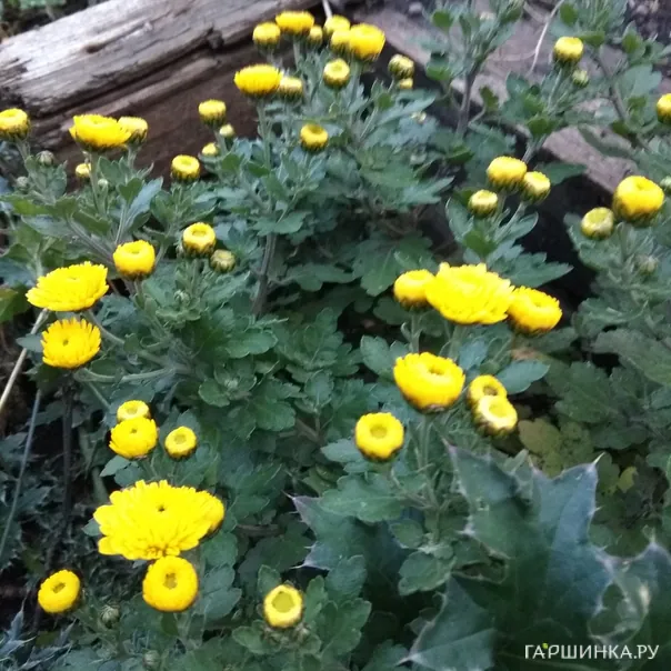 превью изображения отзыва