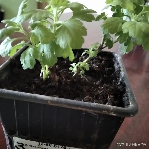 превью изображения отзыва