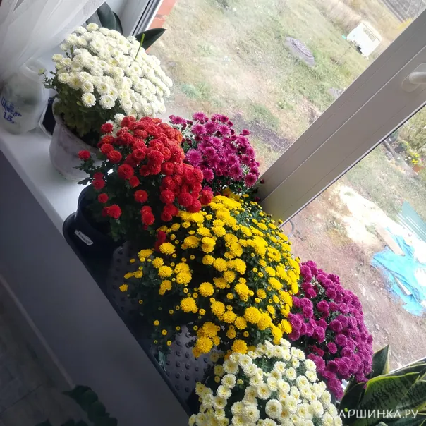 превью изображения отзыва