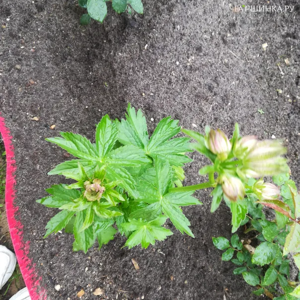 превью изображения отзыва