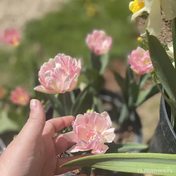 превью изображения отзыва