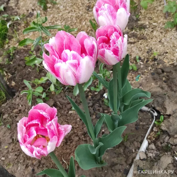 превью изображения отзыва