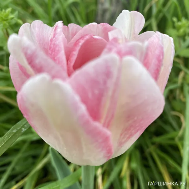 превью изображения отзыва