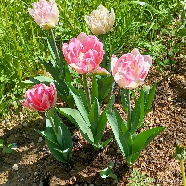 превью изображения отзыва