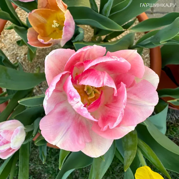 превью изображения отзыва