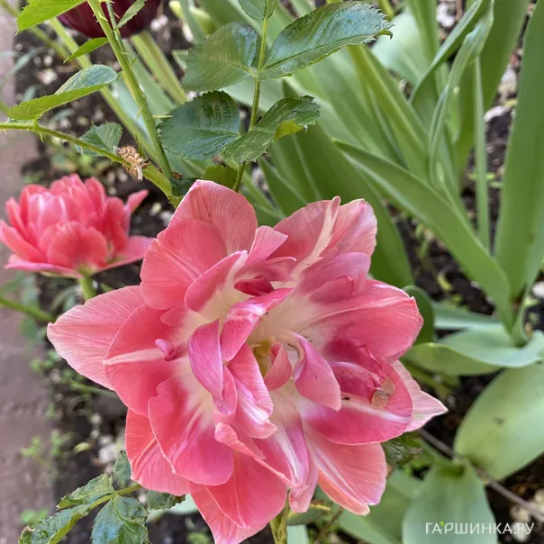 превью изображения отзыва