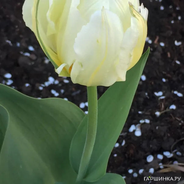 превью изображения отзыва