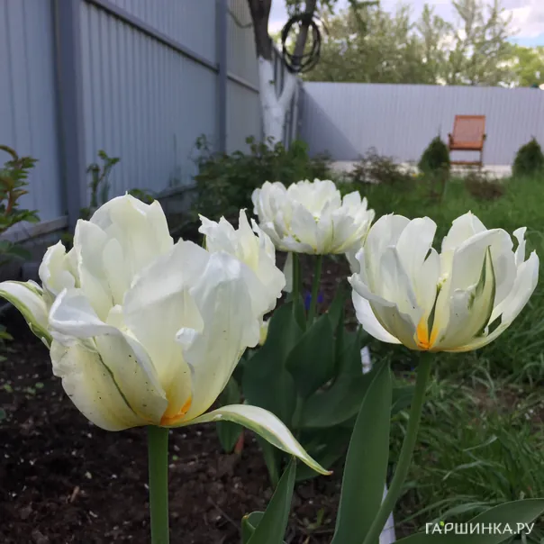 превью изображения отзыва