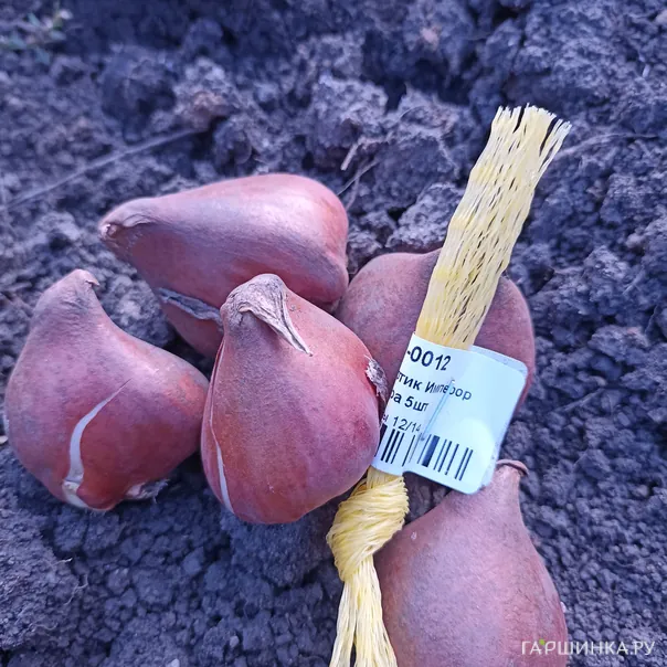 превью изображения отзыва