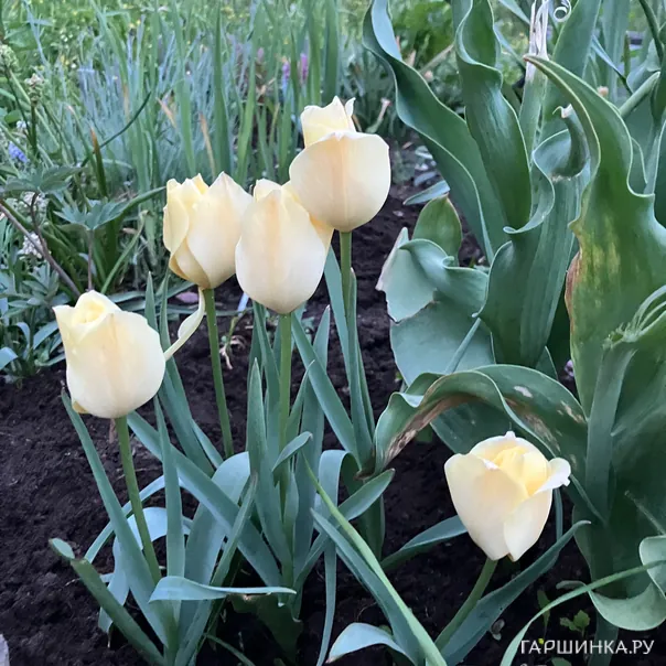 превью изображения отзыва