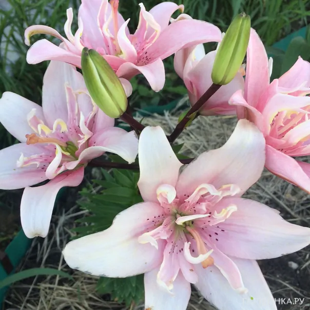 превью изображения отзыва