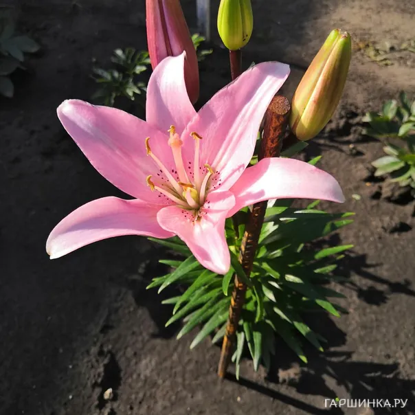 превью изображения отзыва