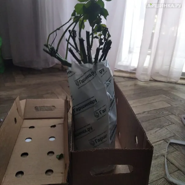 превью изображения отзыва