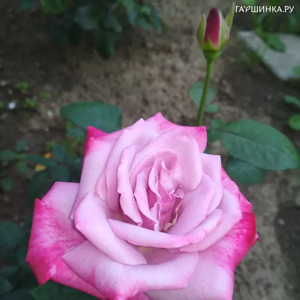 превью изображения отзыва