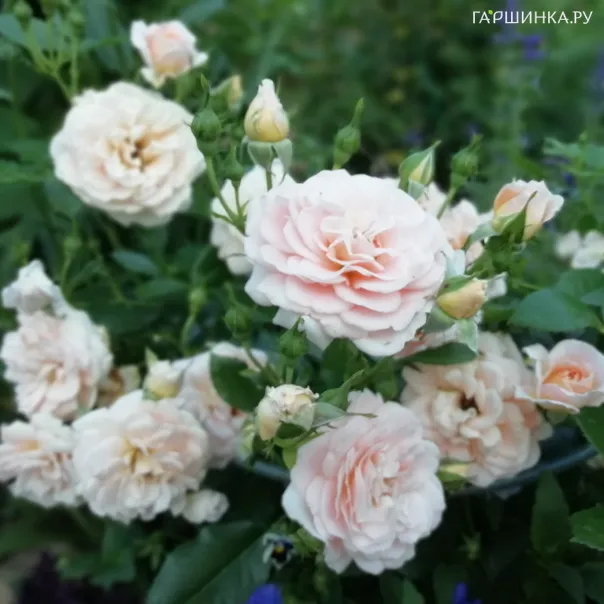 превью изображения отзыва