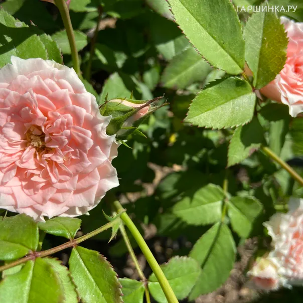 превью изображения отзыва