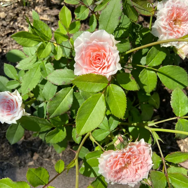 превью изображения отзыва