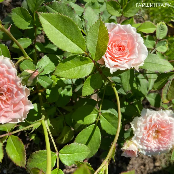 превью изображения отзыва