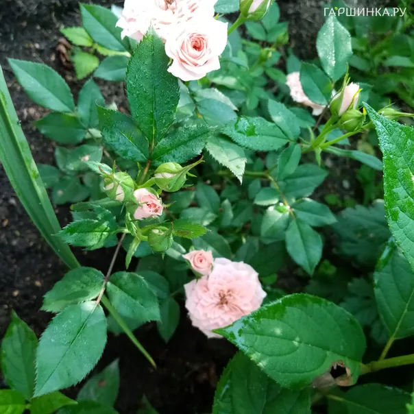 превью изображения отзыва