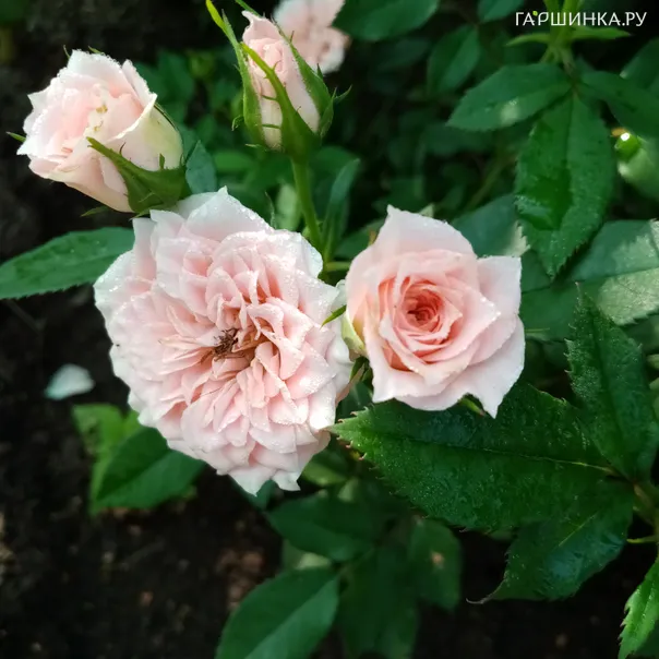 превью изображения отзыва