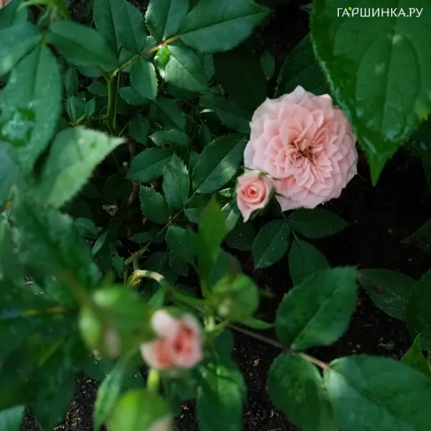 превью изображения отзыва