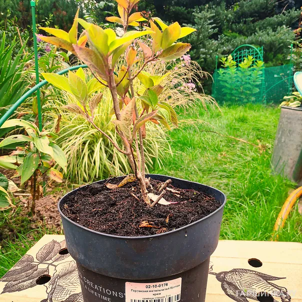 превью изображения отзыва