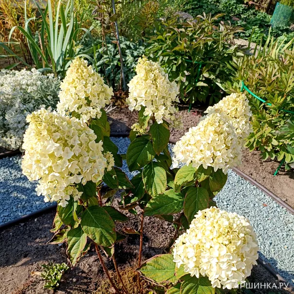 превью изображения отзыва