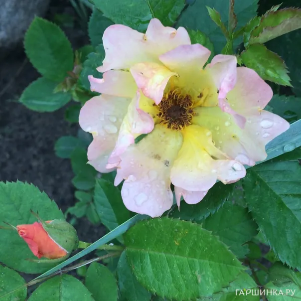 превью изображения отзыва