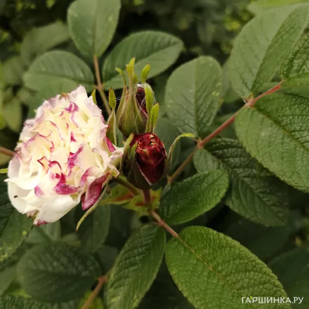 превью изображения отзыва