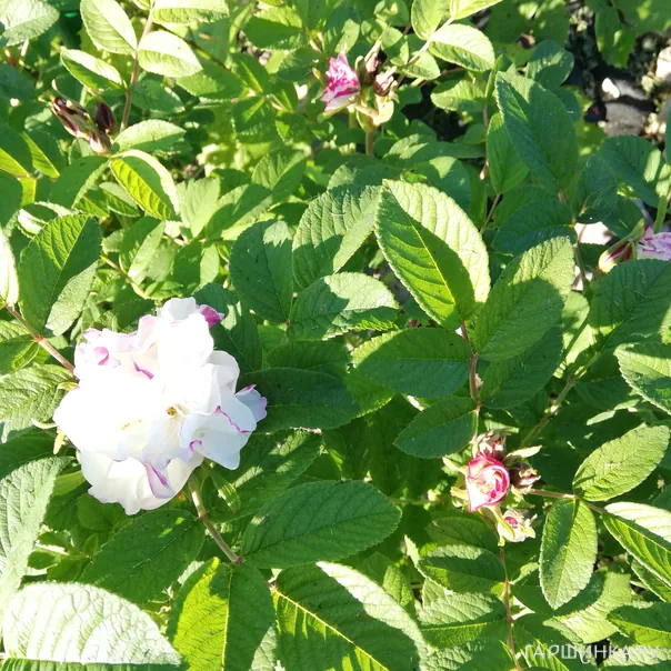 превью изображения отзыва