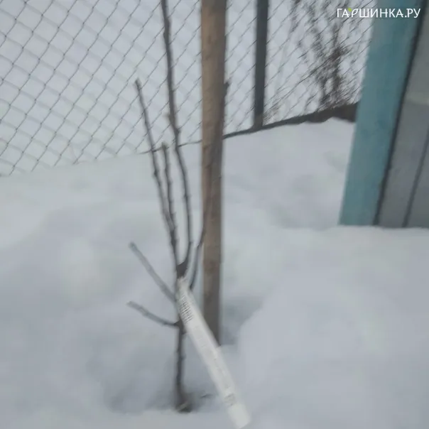 превью изображения отзыва