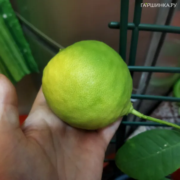 превью изображения отзыва