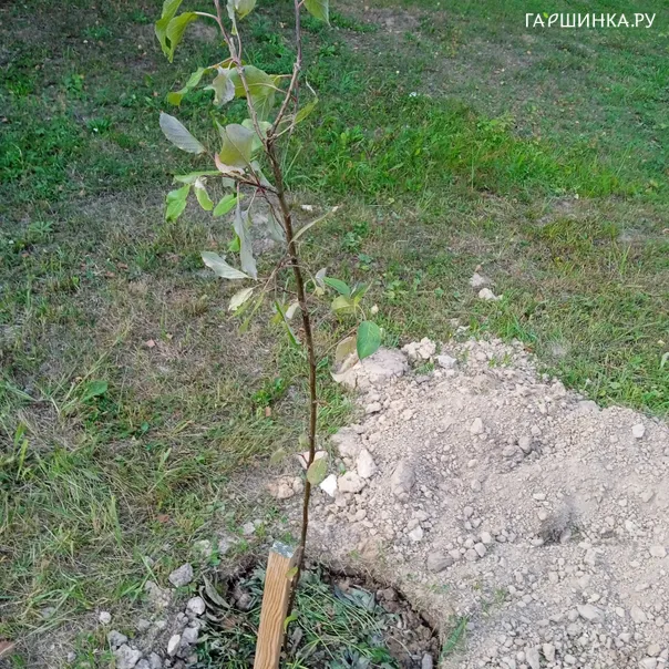 превью изображения отзыва