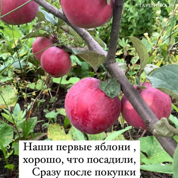 превью изображения отзыва