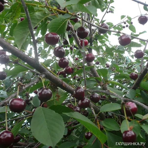 превью изображения отзыва