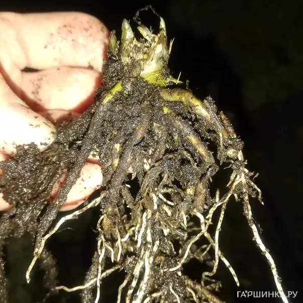 превью изображения отзыва