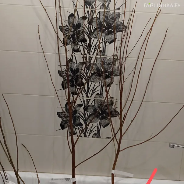 превью изображения отзыва