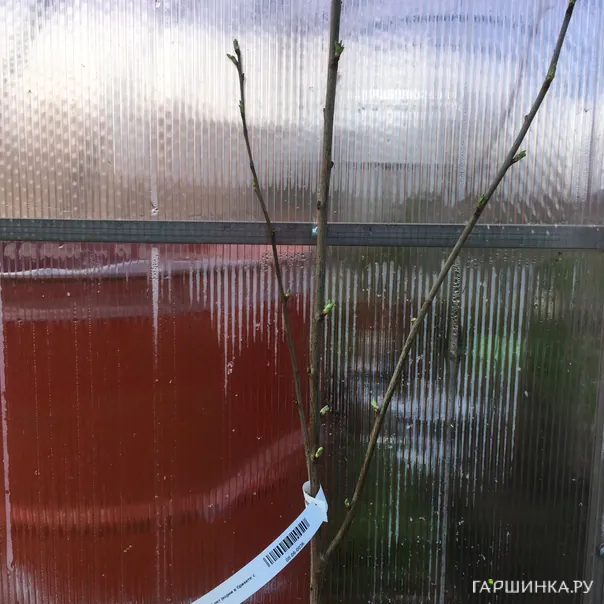 превью изображения отзыва