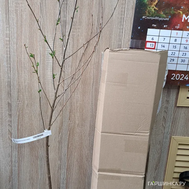 превью изображения отзыва