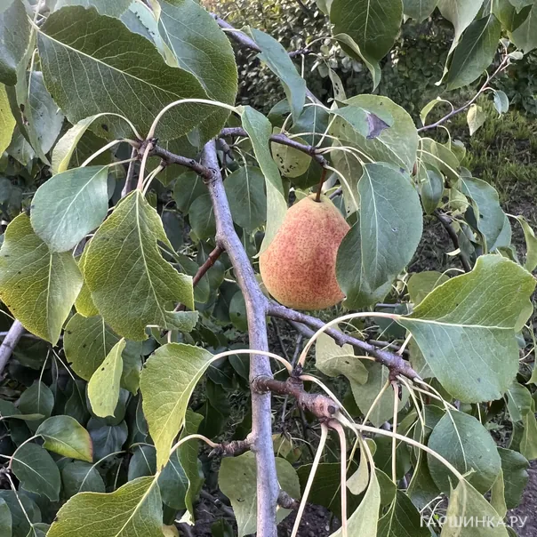 превью изображения отзыва