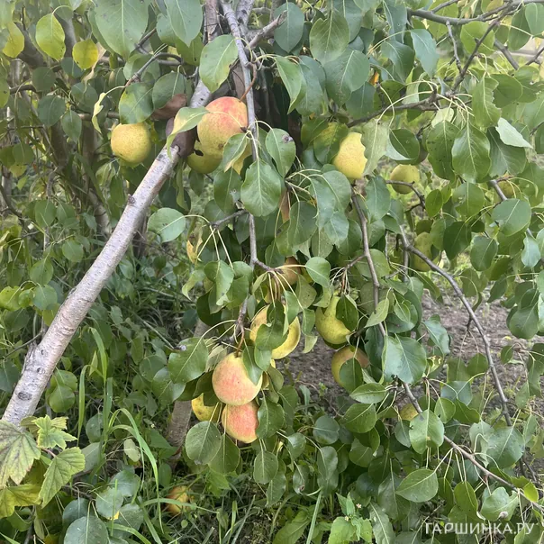 превью изображения отзыва