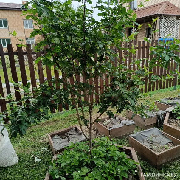 превью изображения отзыва