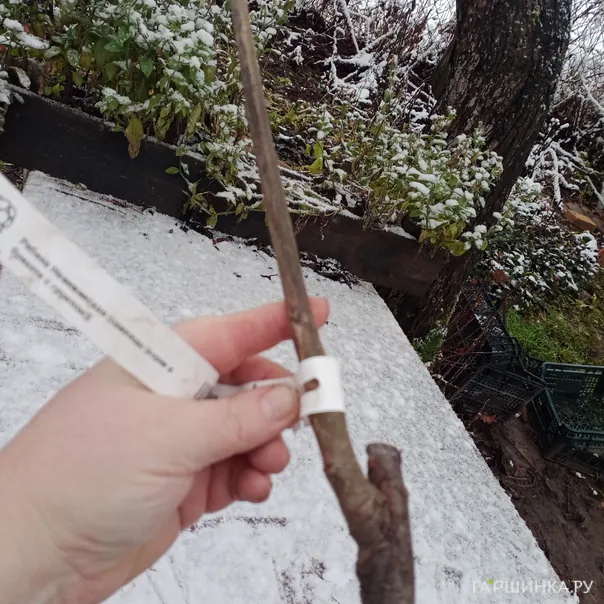 превью изображения отзыва